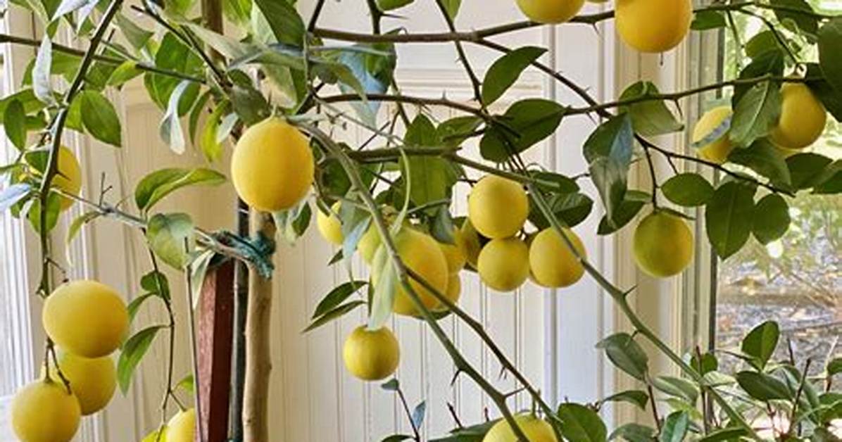 How Do I Protect My Lemon Tree from Insects?