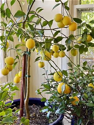 How Do I Protect My Lemon Tree from Insects?