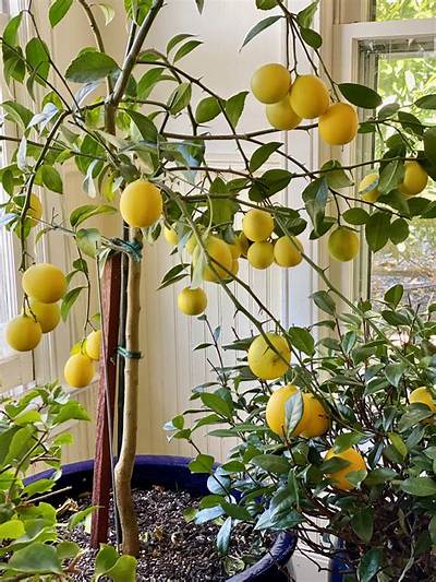 How Do I Protect My Lemon Tree from Insects?