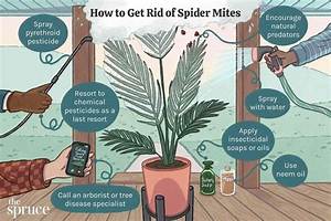How Do You Get Rid of Devil Thorns?
