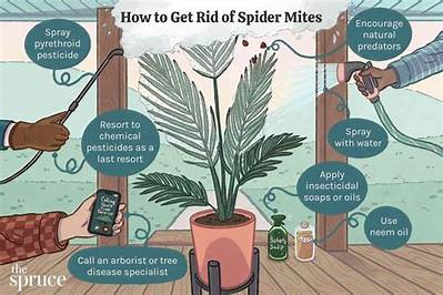 How Do You Get Rid of Devil Thorns?