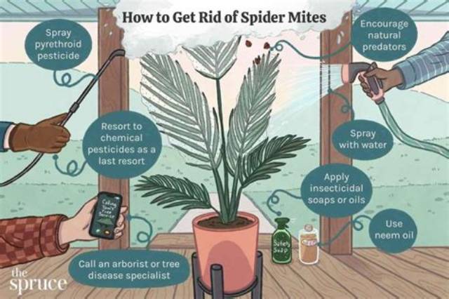 How Do You Get Rid of Devil Thorns?