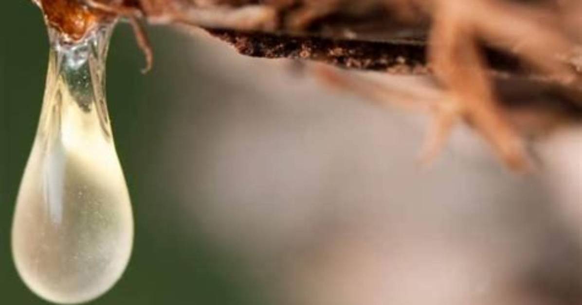 How Do You Get Tree Sap out of Fabric?