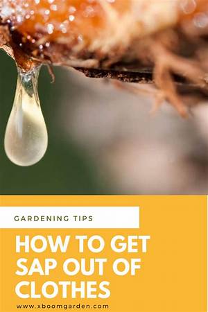 How Do You Get Tree Sap out of Fabric?