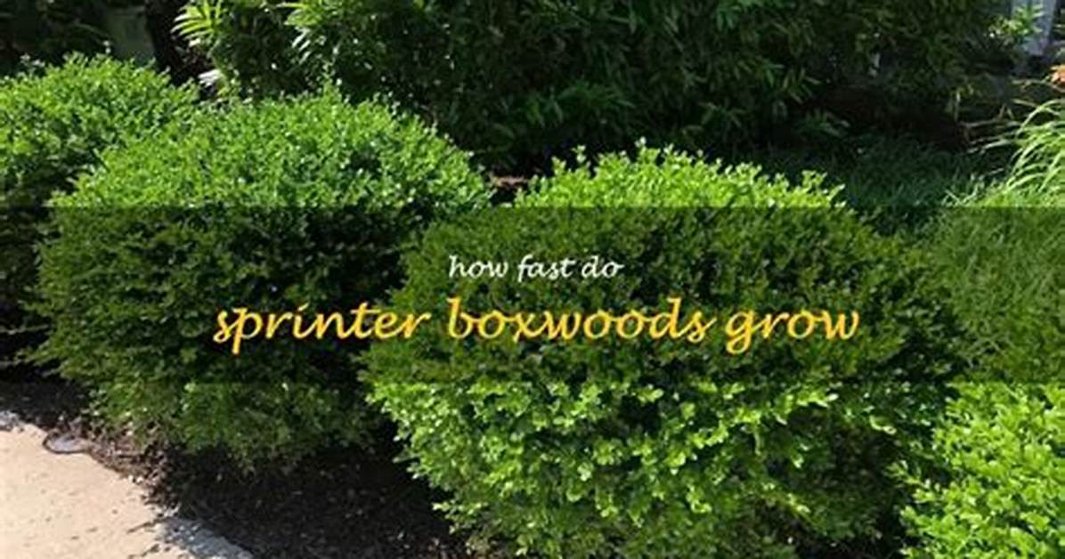 How Fast Do Baby Gem Boxwoods Grow?