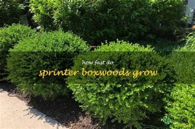 How Fast Do Baby Gem Boxwoods Grow?