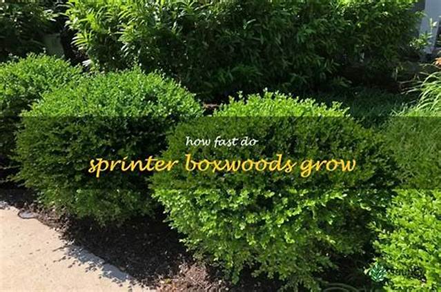 How Fast Do Baby Gem Boxwoods Grow?