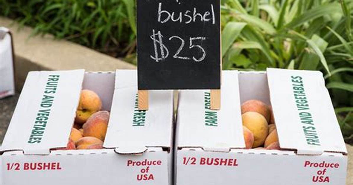 How Much Does a Half Bushel of Squash Weigh?