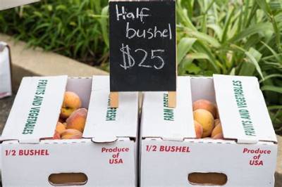 How Much Does a Half Bushel of Squash Weigh?