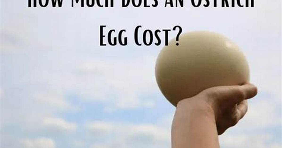 How Much Does an Ostrich Egg Cost?