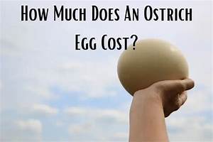 How Much Does an Ostrich Egg Cost?