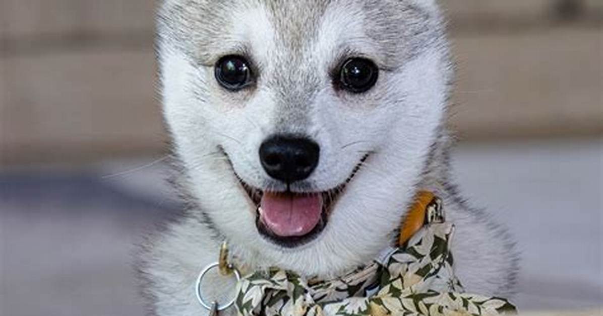 Husky Mika