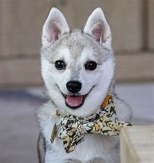 Husky Mika