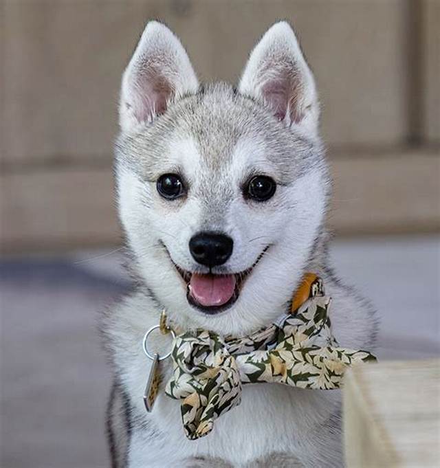 Husky Mika