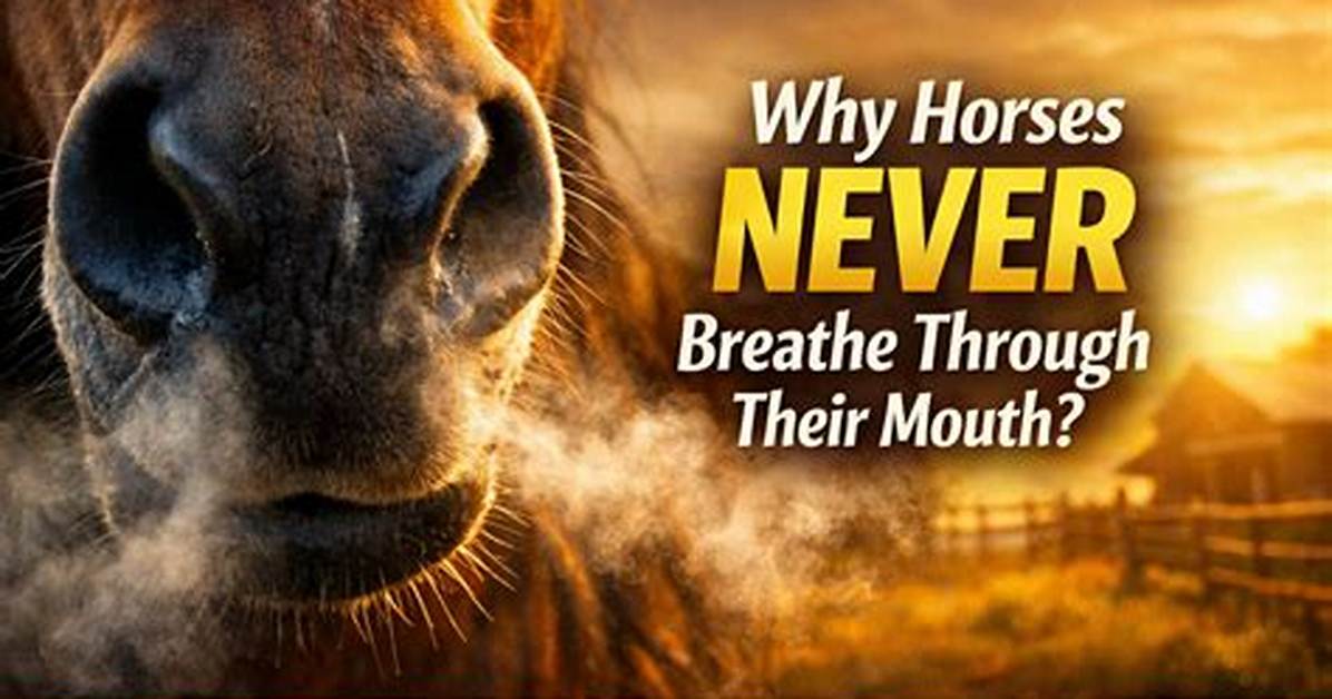 I Understand That Horses Cannot Breathe Through Their Mouths. I Am Told That Yawning Is a Method of Increasing the Amount of Oxygen in the Blood. If Both These Statements Are True, Why Do Horses Yawn? | Notes and Queries