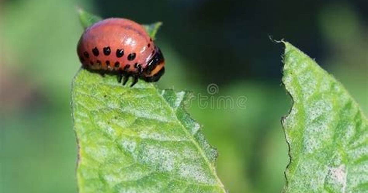Insecte Qui Mange Les Feuilles De Pomme De Terre?