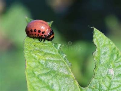 Insecte Qui Mange Les Feuilles De Pomme De Terre?