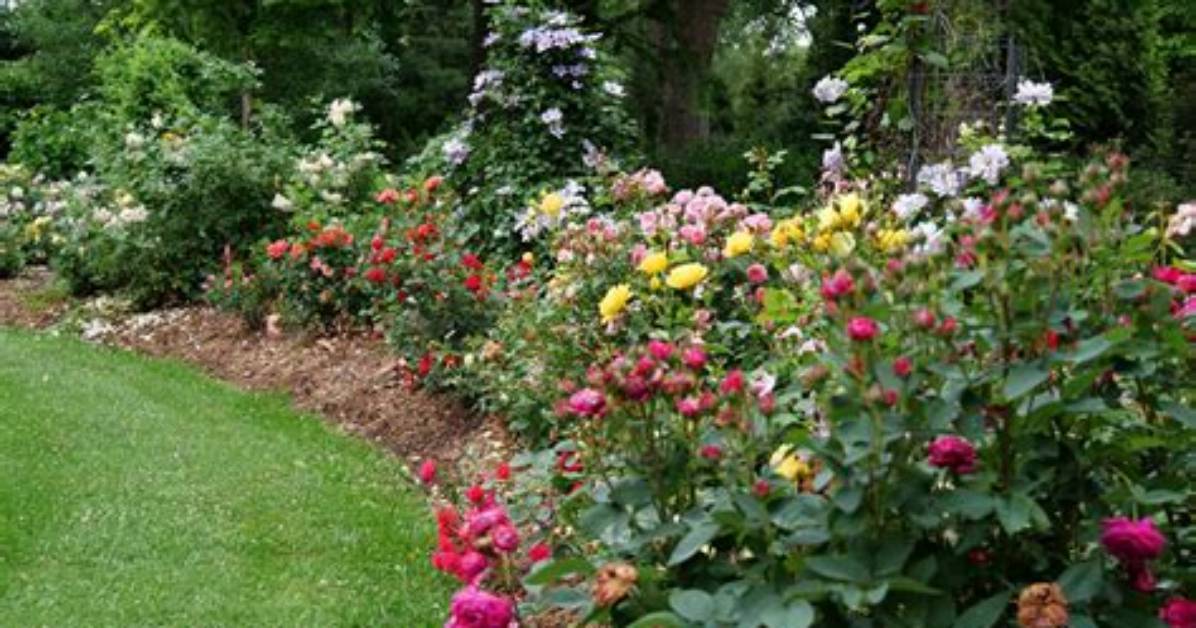 Is Great Garden Plants Legit?