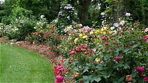 Is Great Garden Plants Legit?