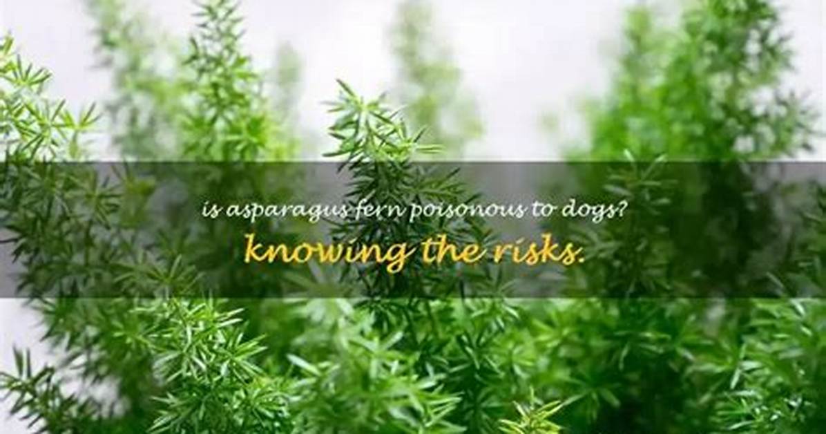 Is the Asparagus Fern Poisonous to Dogs?