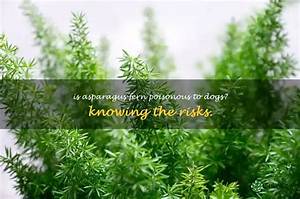 Is the Asparagus Fern Poisonous to Dogs?