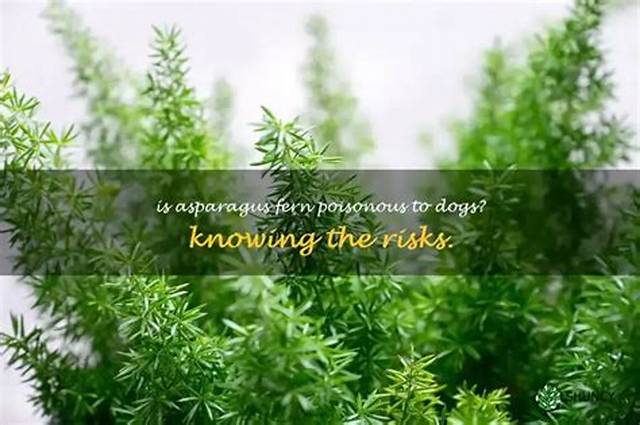 Is the Asparagus Fern Poisonous to Dogs?