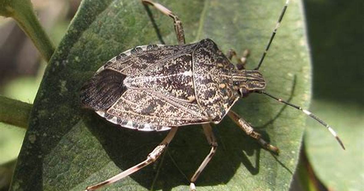 Just Ask: Stink Bug Invasion; Is a Wasp the Solution to Save Valued Crops?
