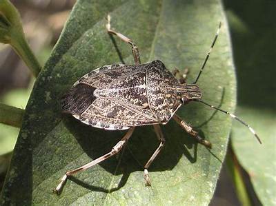 Just Ask: Stink Bug Invasion; Is a Wasp the Solution to Save Valued Crops?