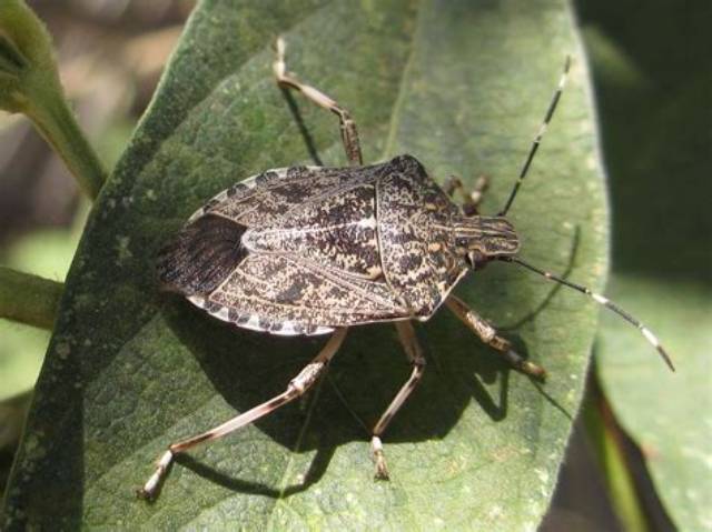 Just Ask: Stink Bug Invasion; Is a Wasp the Solution to Save Valued Crops?