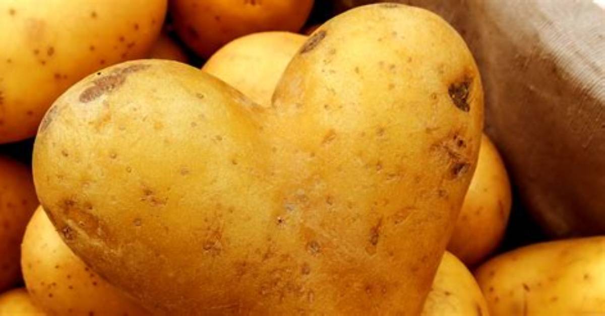 La Pomme De Terre Est Un L%C3%A9Gume 300. Jpg