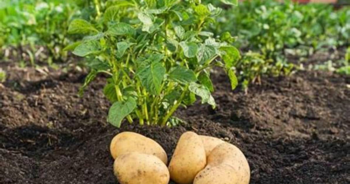 La Tour De Pomme De Terre Pourquoi Ça Ne Marche Pas?