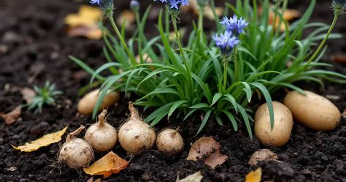 Legume Qui Remplace La Pomme De Terre?
