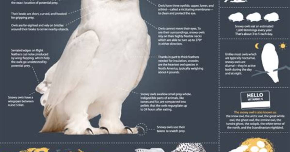 Magic of the Snowy Owl | Infographic: All About Snowy Owls | Nature