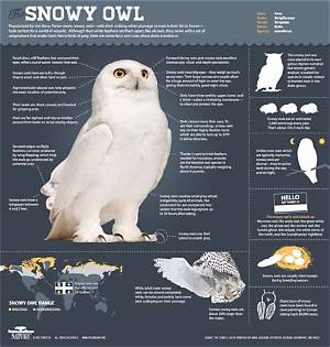 Magic of the Snowy Owl | Infographic: All About Snowy Owls | Nature