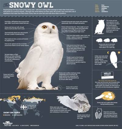 Magic of the Snowy Owl | Infographic: All About Snowy Owls | Nature