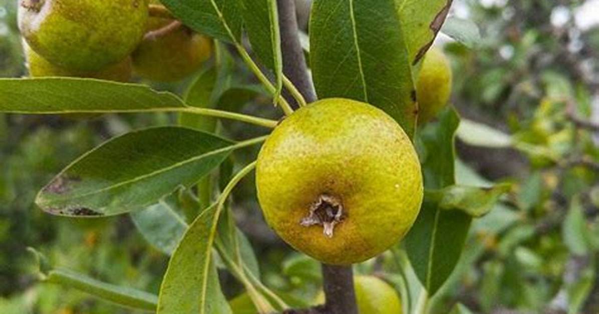 Mini Pomme Comestible Ou Pas?