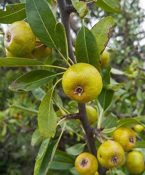 Mini Pomme Comestible Ou Pas?