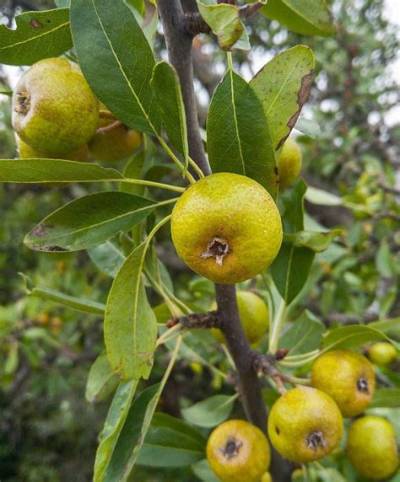 Mini Pomme Comestible Ou Pas?