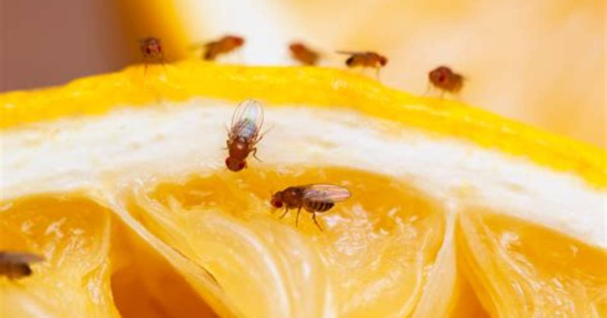 Mouches a Fruits Comment S En D%C3%A9Barrasser 300. Jpg
