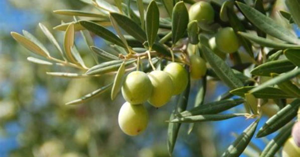 Olives L%C3%A9Gumes Ou Fruits 400. Jpg