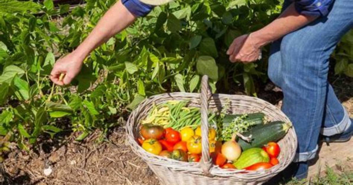Ou Cueillir Des Fruits Et Legumes En Ile De France?
