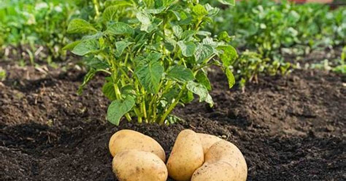 Ou Planter Pomme De Terre?