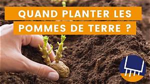 Ou Stocker Les Plants De Pomme De Terre?