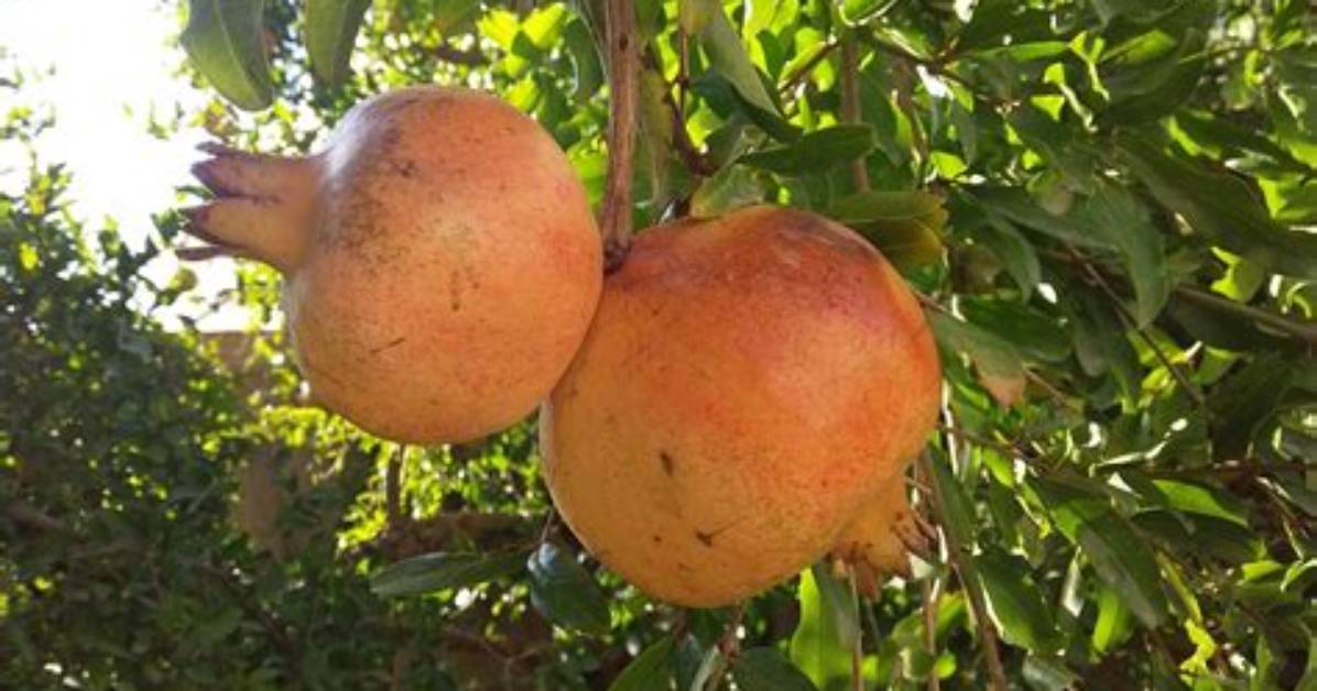 Ou Trouver Des Grenades Fruits?