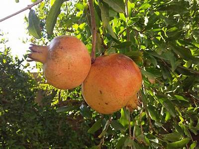Ou Trouver Des Grenades Fruits?