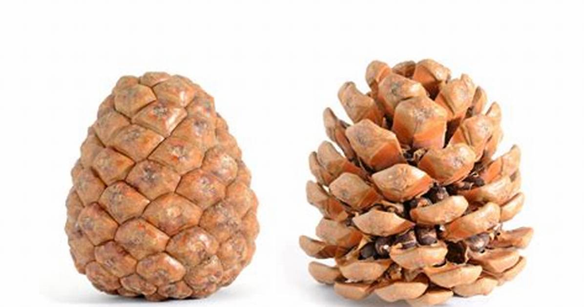 Ou Trouver Des Grosse Pomme De Pin?