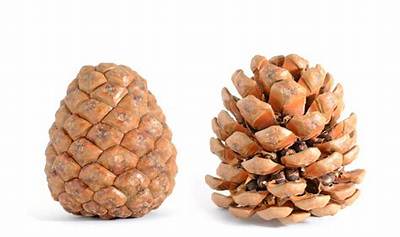 Ou Trouver Des Grosse Pomme De Pin?