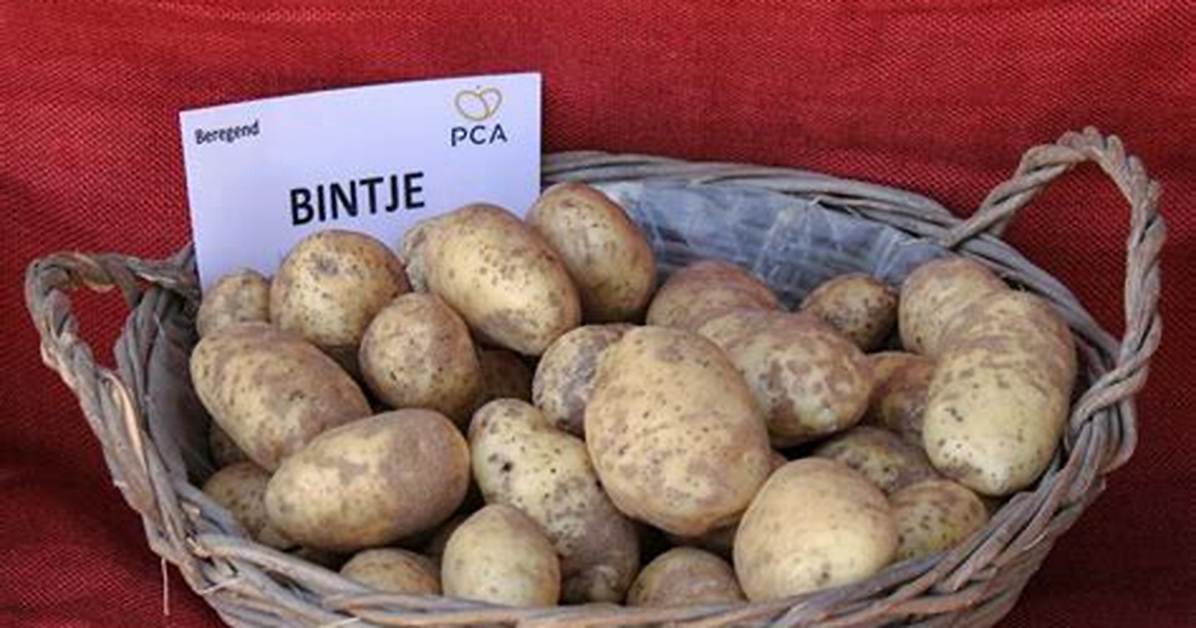 Ou Trouver Pomme De Terre Bintje?