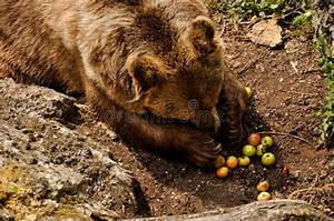 Ours Qui Mange Des Fruits?