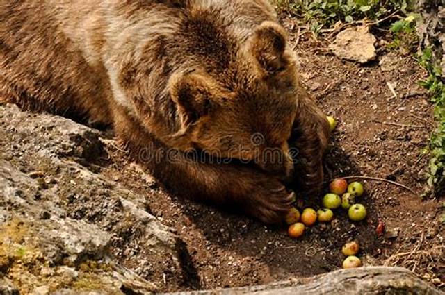 Ours Qui Mange Des Fruits?